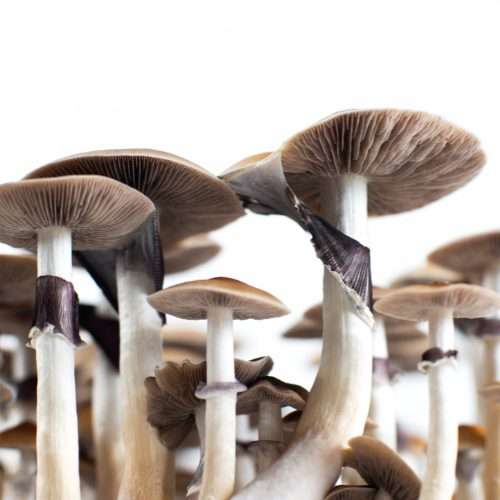 Deepwave - Psychedelic Therapies mushrooms